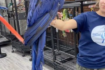 Blue Macaw Parrots for sale Pair*****$5800 each